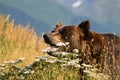 Grizzly bear in field flowers in Alaska