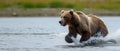 Grizzly Bear Fiercely Leaping In Pursuit Of A Slippery Fish Feast