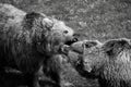 Grizzly bear fight Royalty Free Stock Photo