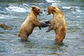 grizzly bear fight Royalty Free Stock Photo