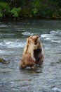 grizzly bear fight Royalty Free Stock Photo