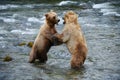 grizzly bear fight Royalty Free Stock Photo