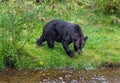 Grizzly Bear, Fish Creek, Alaska, USA