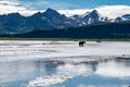 Grizzly bear fishes for salmon in the beautiful scenery of Katmai National Park in Alaska, surrounded by mountains and a river Royalty Free Stock Photo