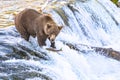 Grizzly bear fishing at Brooks Falls in Katmai, AK