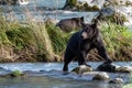 A grizzly bear fishing salmon Royalty Free Stock Photo