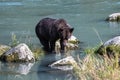 A grizzly bear fishing salmon Royalty Free Stock Photo