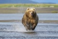 Grizzly Bear fishing for salmon Royalty Free Stock Photo