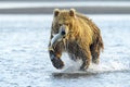 Grizzly Bear fishing for salmon Royalty Free Stock Photo