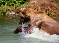 Grizzly Bear Fishing (Ursus arctos horribilis) Royalty Free Stock Photo