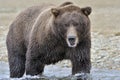 Grizzly bear fishing Royalty Free Stock Photo