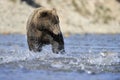 Grizzly bear fishing Royalty Free Stock Photo