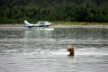 Grizzly bear and float planes