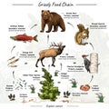 Grizzly bear food web