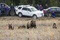 Grizzly Bear 399 Foraging With Her Cubs