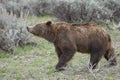 Grizzly Bear 399 and four cubs in Grand