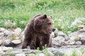 Grizzly Bear Getting out of a Pond Royalty Free Stock Photo