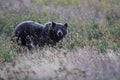 Grizzly Bear Glacier NP Montana USA