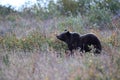 Grizzly Bear Glacier NP Montana USA