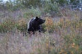 Grizzly Bear Glacier NP Montana USA