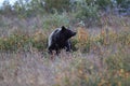 Grizzly Bear Glacier NP Montana USA