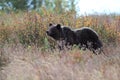 Grizzly Bear Glacier NP Montana USA