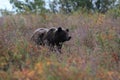 Grizzly Bear Glacier NP Montana USA