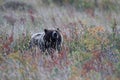 Grizzly Bear Glacier NP Montana USA