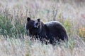 Grizzly Bear Glacier NP Montana USA