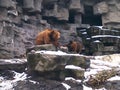 Grizzly bear going onto a large rock Royalty Free Stock Photo