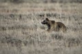 Grizzly bear in Grand Teton National Park