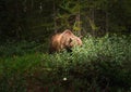 A grizzly bear grazes on berries inside of Banff National Park