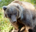 Grizzly Bear Royalty Free Stock Photo