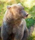 Grizzly Bear Royalty Free Stock Photo