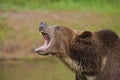 Grizzly bear growling close up, head and shoulders. Royalty Free Stock Photo