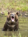 Grizzly bear growling close up, head and shoulders. Royalty Free Stock Photo