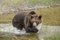 Grizzly bear growling close up, head and shoulders. Royalty Free Stock Photo