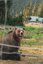 Grizzly bear in the Grizzly Habitat atop Grouse Mountain in Vancouver Royalty Free Stock Photo