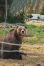 Grizzly bear in the Grizzly Habitat atop Grouse Mountain in Vancouver Royalty Free Stock Photo