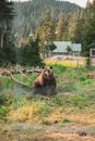 Grizzly bear in the Grizzly Habitat atop Grouse Mountain in Vancouver Royalty Free Stock Photo