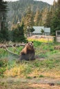 Grizzly bear in the Grizzly Habitat atop Grouse Mountain in Vancouver Royalty Free Stock Photo
