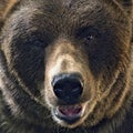 Grizzly Bear Head Shot
