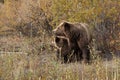 Grizzly bear with her cub in wild north America