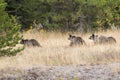 Grizzly Bear 399 and Her Cubs in the Fall Colors