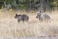 Grizzly Bear 399 and Her Cubs in the Fall Colors