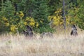 Grizzly Bear 399 and Her Cubs in the Fall Colors