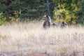 Grizzly Bear 399 and Her Cubs in the Fall Colors