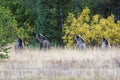 Grizzly Bear 399 and Her Cubs in the Fall Colors
