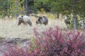 Grizzly Bear 399 and Her Cubs in the Fall Colors