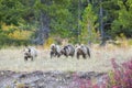 Grizzly Bear 399 and Her Cubs in the Fall Colors